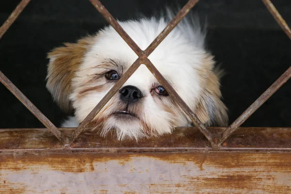 Shih tzu cachorro mirando a la cámara —  Fotos de Stock