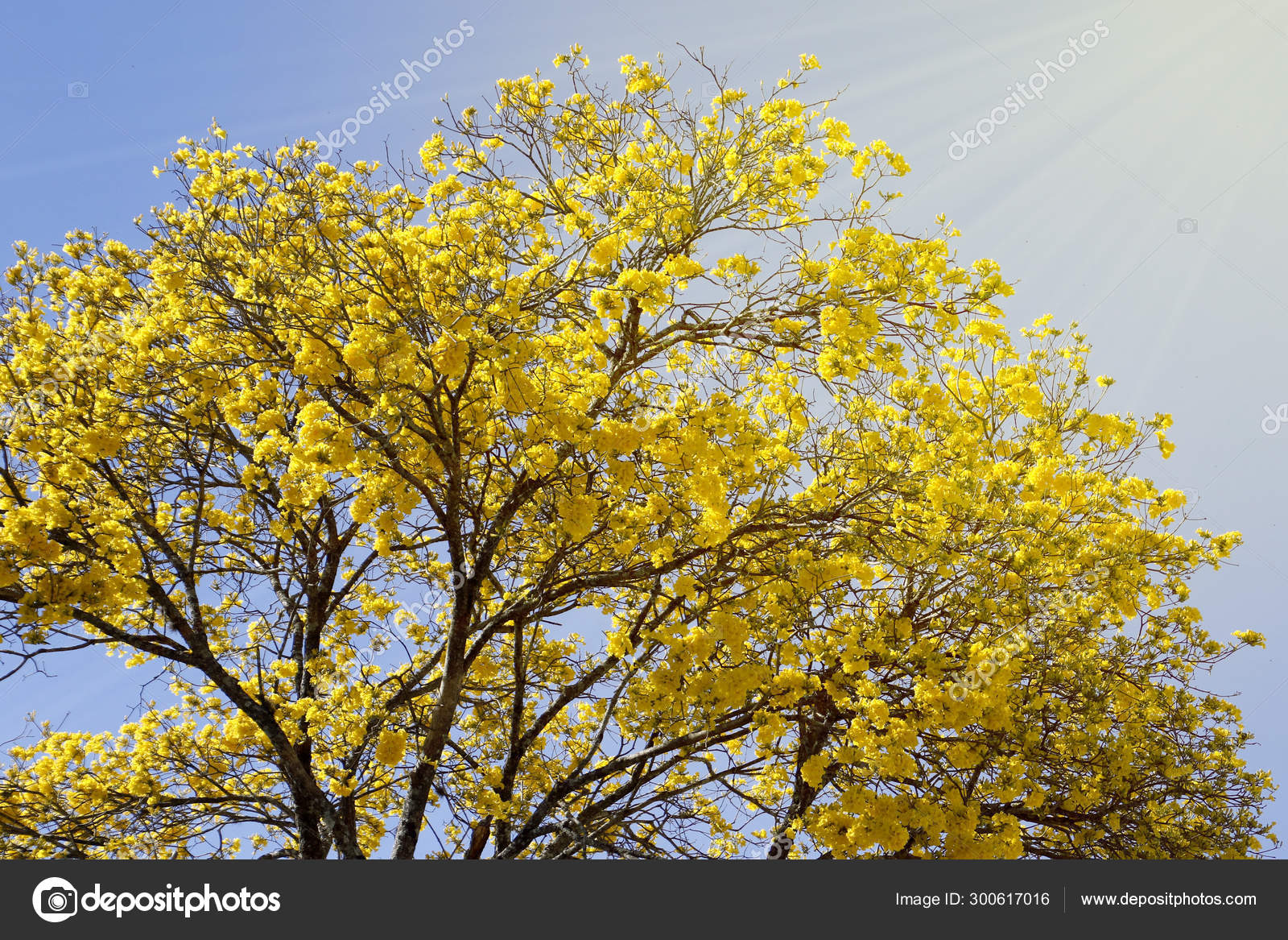 Detalhe flor amarelo ipe com céu azul — Fotografias de Stock ©  sidneydealmeida #300617016
