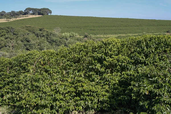Farm coffee plantation in Brazil