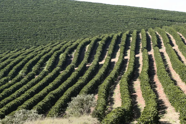 Finca cafetería en Brasil — Foto de Stock