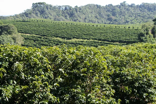 Plantacji kawy gospodarstwa w Brazylii — Zdjęcie stockowe
