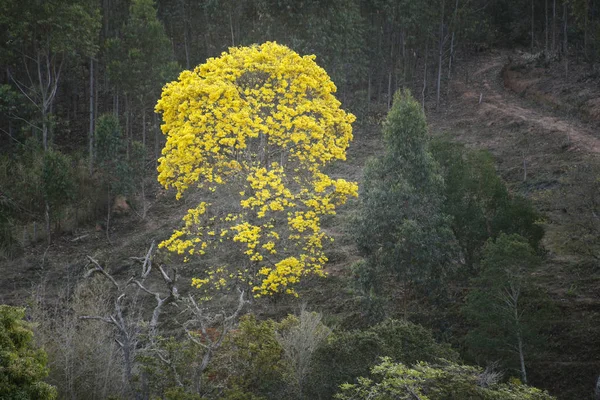Flowering yellow ipe tree in the countryside