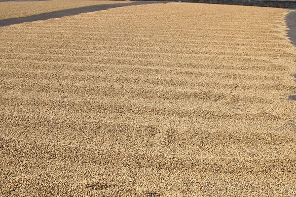 Coffee drying on coffee farm yard