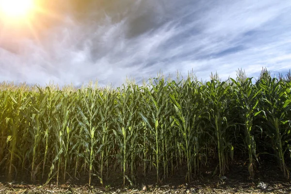 Piantagione di mais nell'azienda agricola produttrice — Foto Stock