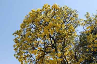 Bloom ayrıntı sarı IPE mavi gökyüzü ile