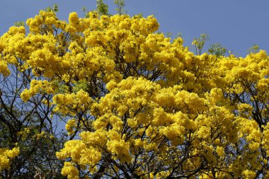 Bloom ayrıntı sarı IPE mavi gökyüzü ile