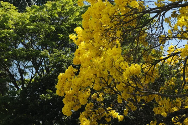 Цветущие детали желтый козырек с голубым небом — стоковое фото