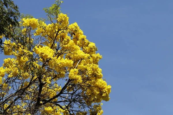 Bloom ayrıntı sarı IPE mavi gökyüzü ile — Stok fotoğraf