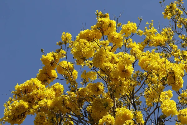 Bloom ayrıntı sarı IPE mavi gökyüzü ile — Stok fotoğraf