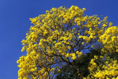 Bloom ayrıntı sarı IPE mavi gökyüzü ile