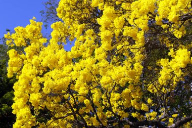Bloom ayrıntı sarı IPE mavi gökyüzü ile