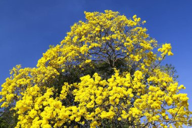 Bloom ayrıntı sarı IPE mavi gökyüzü ile