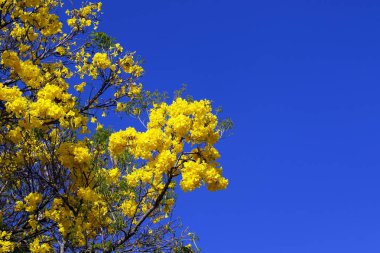 Bloom ayrıntı sarı IPE mavi gökyüzü ile