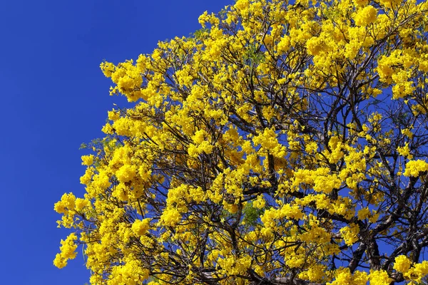 Bloom ayrıntı sarı IPE mavi gökyüzü ile — Stok fotoğraf