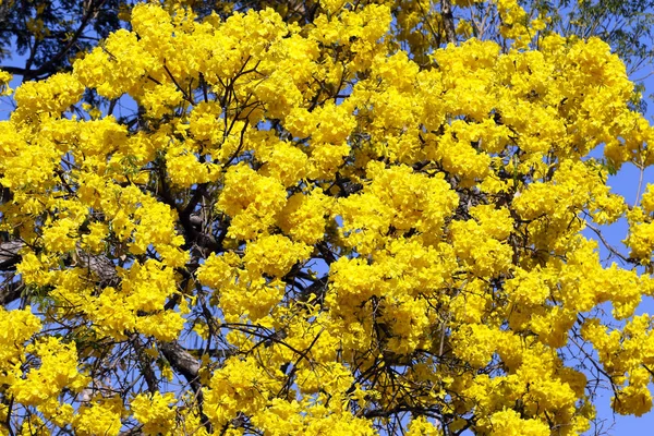 Blütendetail gelb mit blauem Himmel — Stockfoto