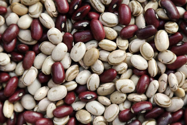 red and white bean grains in detail