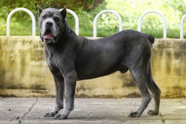 Köpek Çubuğu Corso yetişkin