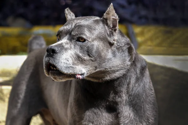 Dog Cane Corso felnőtt — Stock Fotó