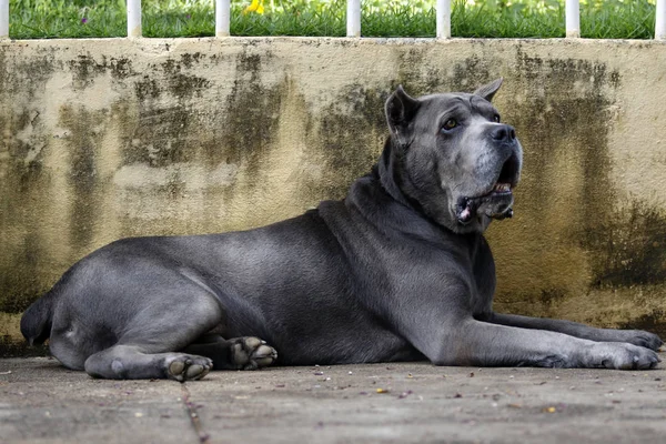 Dog Cane Corso dospělý — Stock fotografie