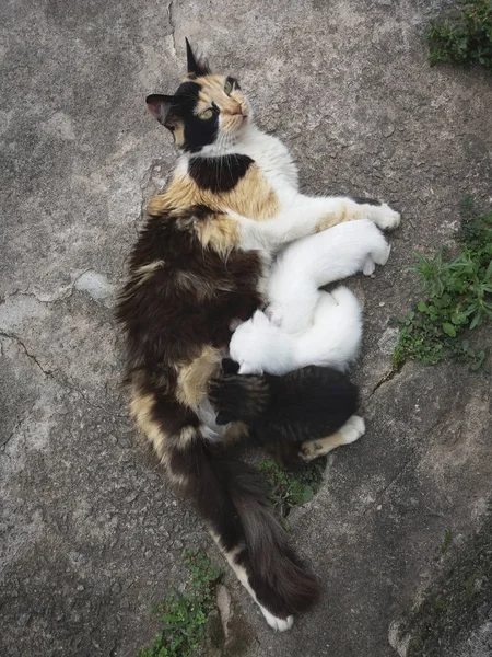 Moeder kat borstvoeding pups kittens — Stockfoto