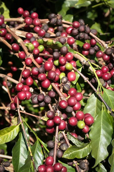Farm coffee plantation brazilian
