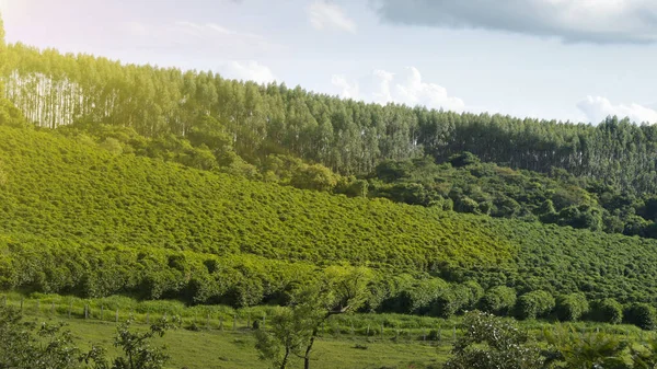 View farm with coffee plantation - Farm coffee plantation in Brazil - Cafe do Brasil