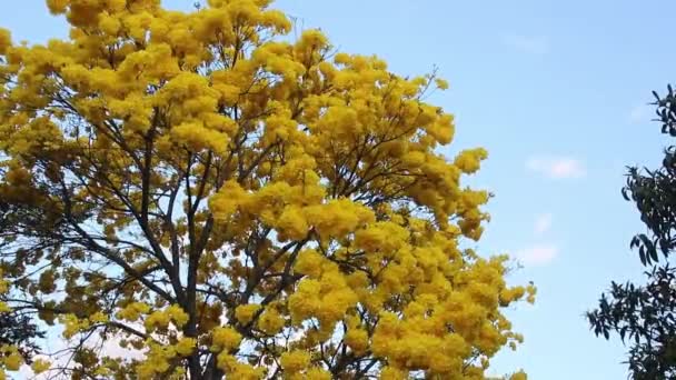 Λεπτομέρεια Άνθιση Κίτρινο Ipe Δέντρο Φωτεινό Γαλάζιο Ουρανό — Αρχείο Βίντεο