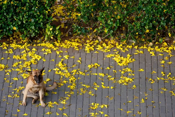 Hundetier Porträt Sitzt Auf Gelben Baumblättern — Stockfoto