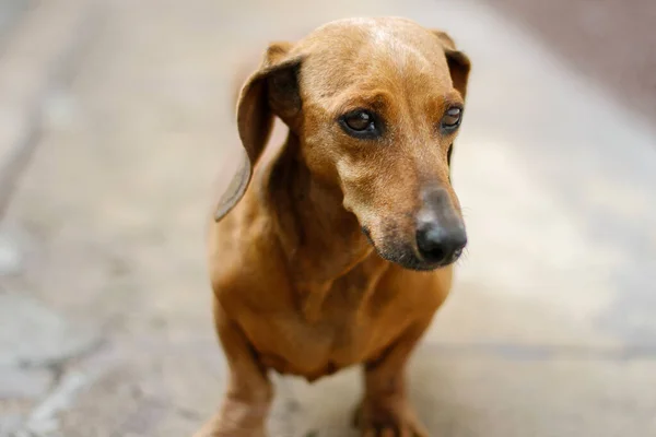 Retrato Perro Mascota Dachshund Marrón —  Fotos de Stock