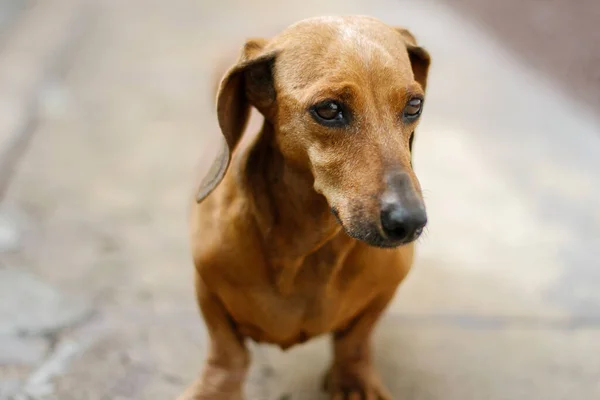 Brauner Dackel Maskottchen Hund Porträt — Stockfoto