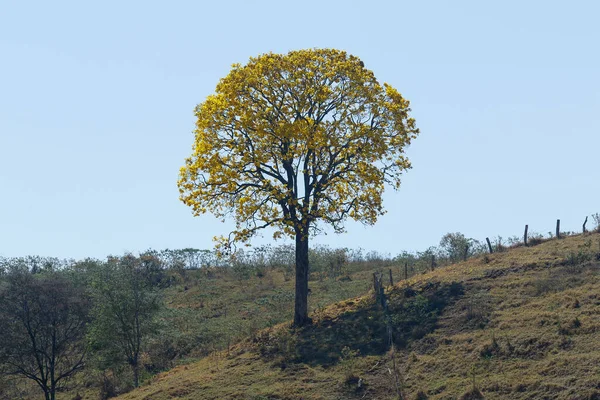 Floração Árvore Ipe Amarelo Dia Claro Montanha — Fotografia de Stock