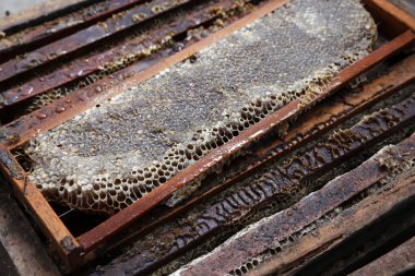 Taze bal petekleri olan kutular, arıcılık, doğal üretim, sağlıklı gıdalar ve çevresel sürdürülebilirlik projeleri için mükemmel.