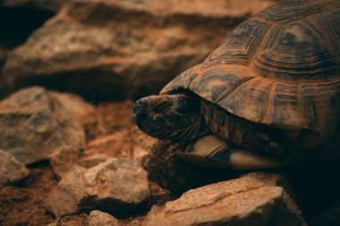 taşlar arasında dinlenme kaplumbağa