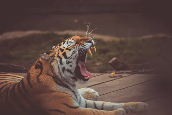 Tiger Lies Resting Zoo Yawning — Stock Photo, Image