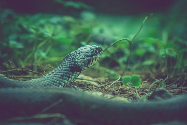 Detail Eines Schlangenkopfes Einer Natürlichen Umgebung — Stockfoto