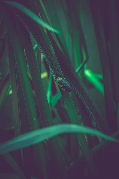 Atmósfera Misteriosa Vida Una Serpiente Hierba — Foto de Stock