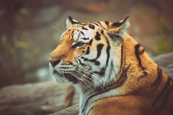 Tomado Jardim Zoológico — Fotografia de Stock