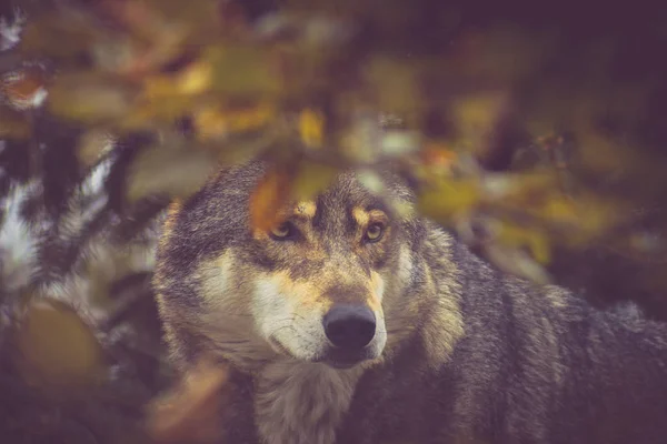 Herfst Landschap Met Dominante Wolf Hoofd — Stockfoto