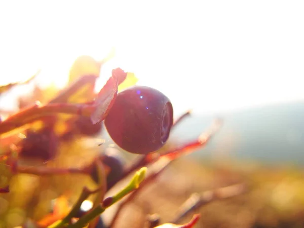 Blueberry Napnyugtakor Kiadványról — Stock Fotó