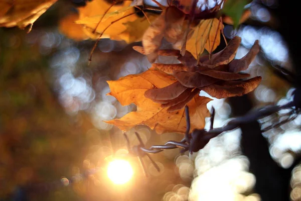 Detalhe Folhas Brilhantes Outono Com Belo Bokeh Arame Farpado Embutido — Fotografia de Stock