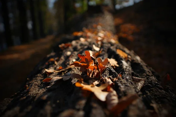 Őszi Levelek Rusztikus Fából Készült Háttér — Stock Fotó