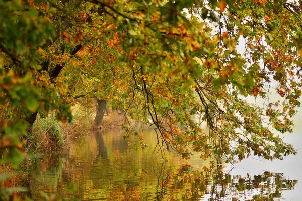 Берег Пруда Осенью Ветви Гнутся Поверхности — стоковое фото
