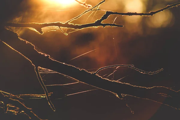 Ágak Keret Háttér Napfény Keresztül Gyönyörű Vissza — Stock Fotó