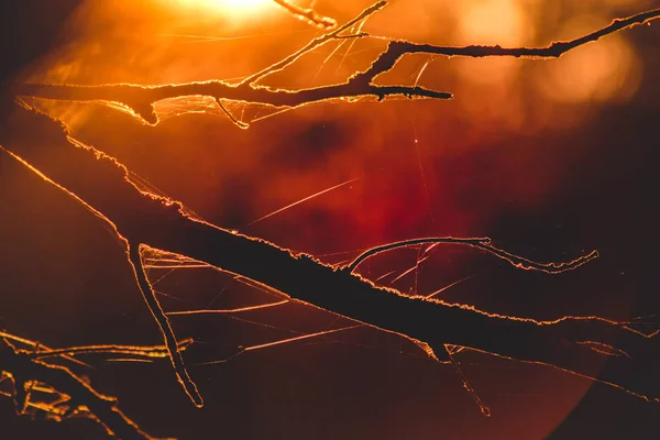 Ágak Keret Háttér Napfény Keresztül Gyönyörű Vissza — Stock Fotó