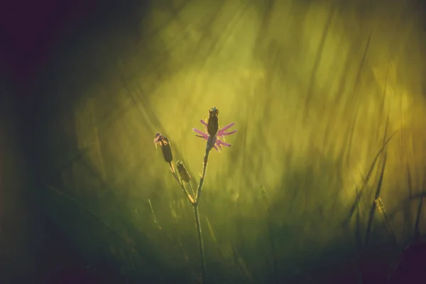 Flowering Plant Morning Dawn Beautiful Bokeh Green Background Beauty Green — Stock Photo, Image