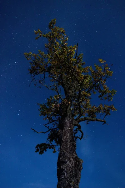 Árbol Contra Telón Fondo Del Cielo Nocturno Cielo Nocturno Con —  Fotos de Stock