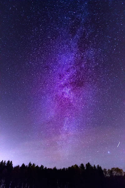 Bosque Por Noche Con Pinos Bajo Cielo Azul Oscuro Con —  Fotos de Stock