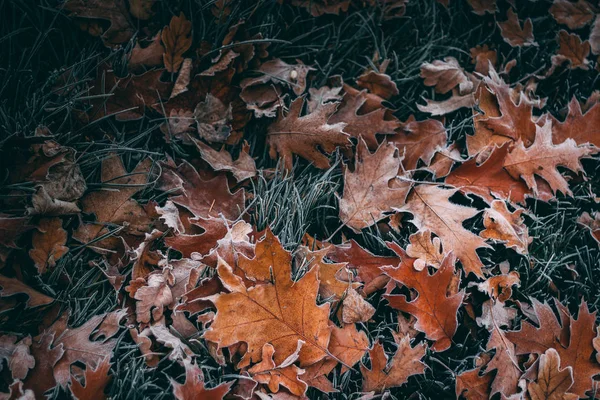 fallen leaves on frozen grass. Natural autumn background with fallen frozen leaves