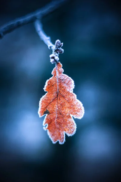 Hojas Roble Bajo Nieve Bosque Invernal —  Fotos de Stock