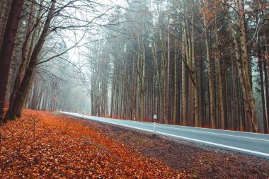forrest, düşmüş turuncu yol asfalt Güz ile yaprakları